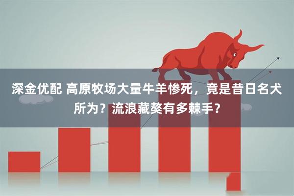 深金优配 高原牧场大量牛羊惨死，竟是昔日名犬所为？流浪藏獒有多棘手？